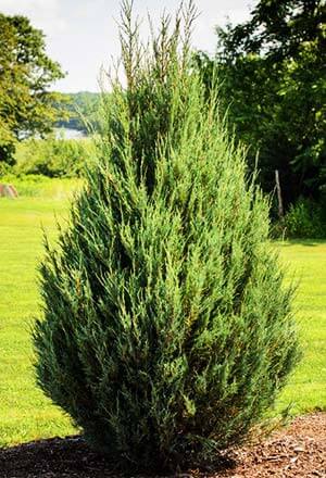 Triplo albero quadrato artificiale in arte topiaria con vaso